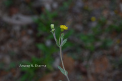 Blumea oxyodonta